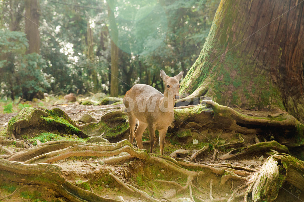 사슴,deer,숲,동물,나라,밤비,순수,동물,animal,포유류,mammal,휴식,힐링,rest,relaxation,healing