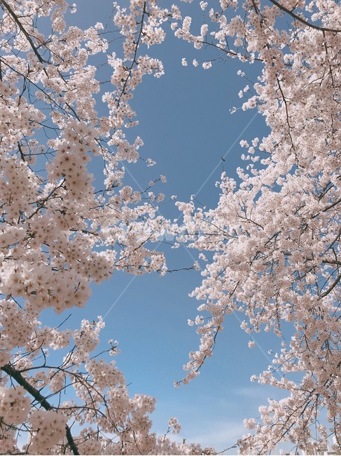 봄,벚꽃,자연,spring,계절,봄,계절,spring,season,plant,식물,flower,꽃,blossom,cherry blossom