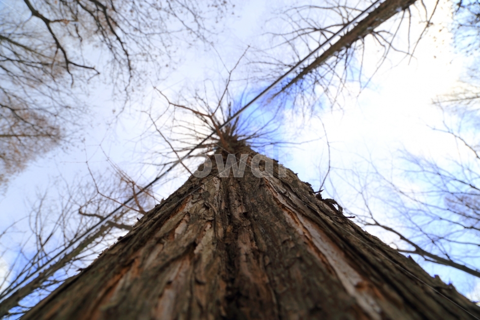 나무,식물,높음,긴나무,오르막길,정상,시원한,겨울풍경,tree,height,가을,가을풍경,하늘,구름,힐링,여행,피톤치드,겨울,계절,winter,season,식물,자연,plants,nature,나무,trees,wood