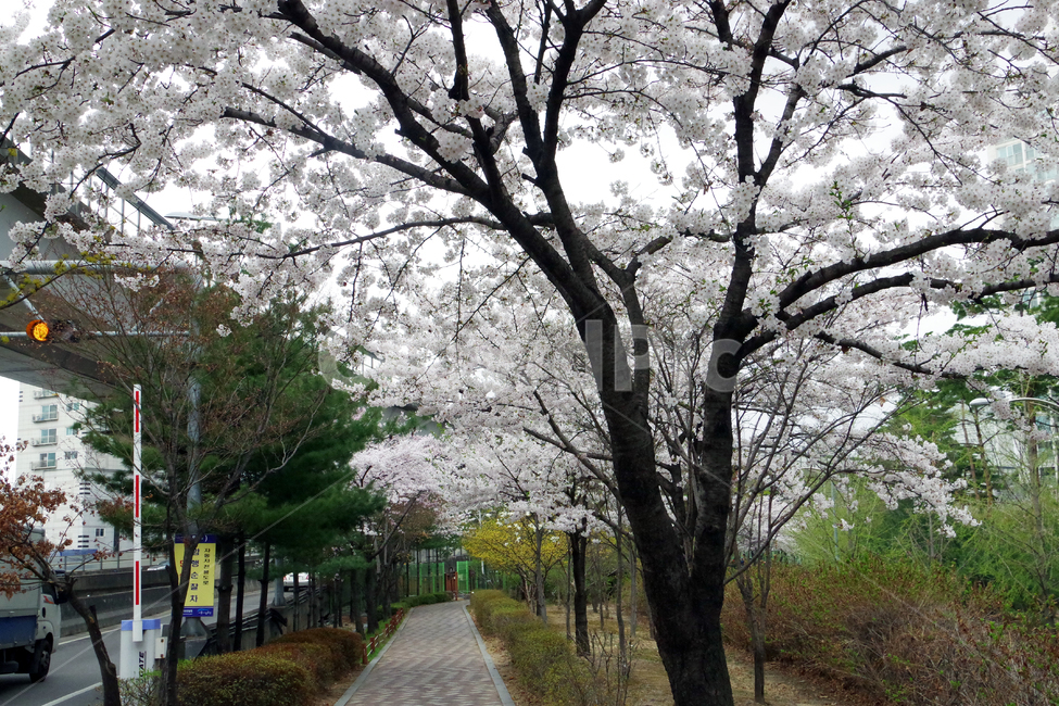 봄,계절,꽃,spring,season,flower,봄,계절,spring,season,식물,자연,plants,nature,나무,trees,wood,plant,blossom