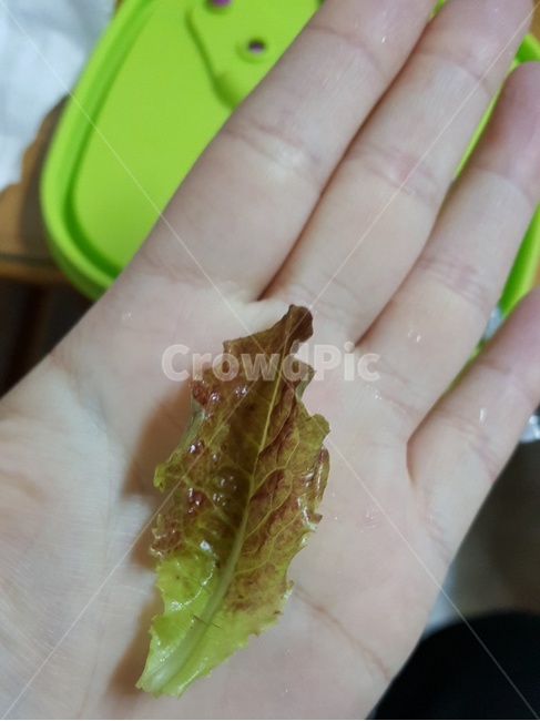상추,야채,채소,애기상추,손바닥,고기,쌈,깻잎,먹방,저녁,음식