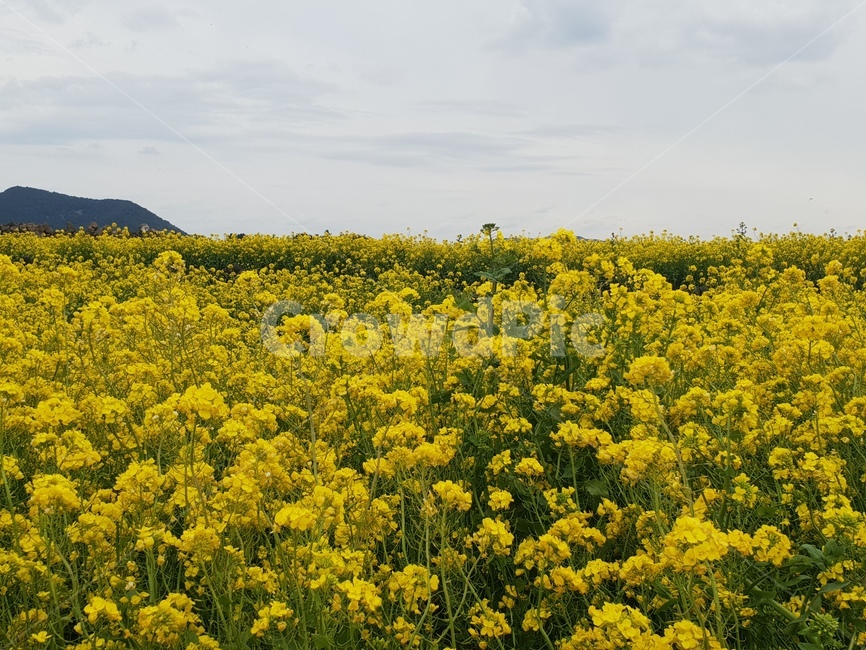 유채꽃,제주도유채꽃,꽃밭,화사한,낭만적인,canola,canolafield,제주도꽃잎꽃밭,봄,계절,spring,season,자연,풍경,nature,landscape,field,들,grassland,목초지,outdoors,옥외,plant,식물,farm,농장,rural,농촌,meadow