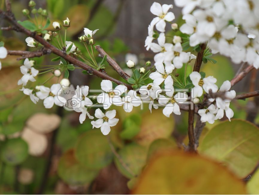 조팝나무,조팝꽃,poppyflower,poppytree,whiteflower,flower,bolssom