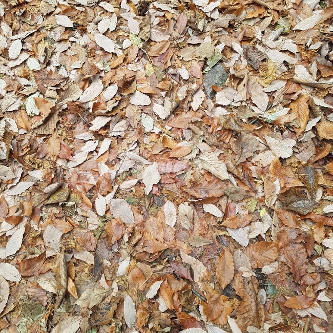 낙엽,가을,단풍,계절,fall,season,autumn,leaves