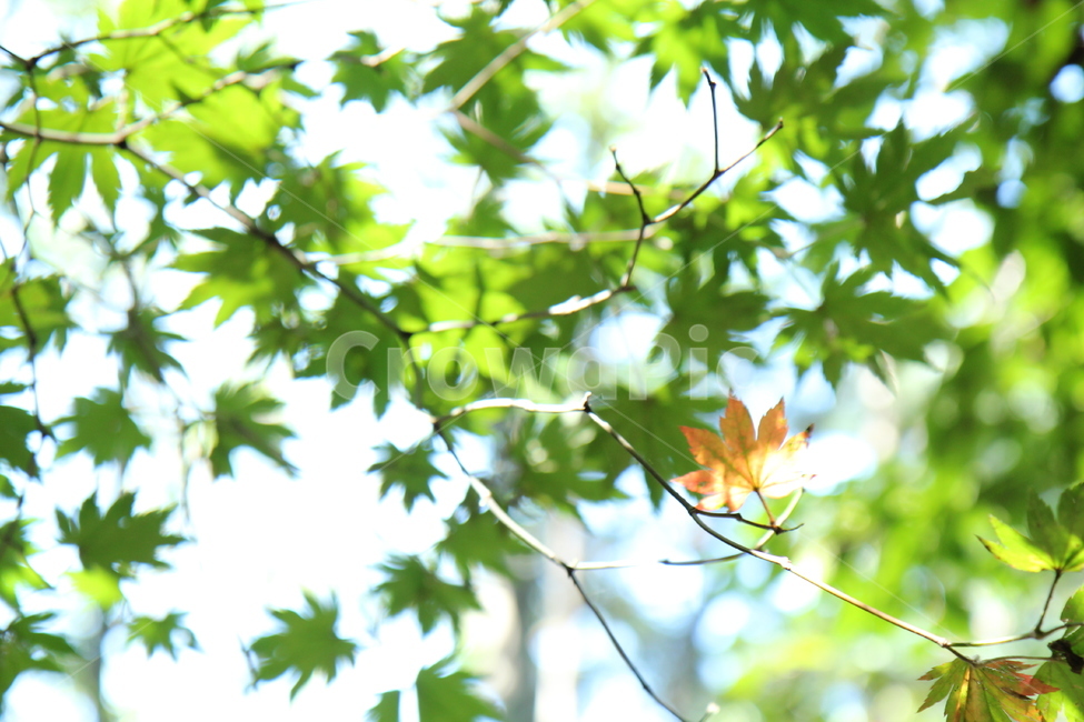 가을,푸른가을,초록,노랑,단풍,단풍잎,식물,자연,plants,nature