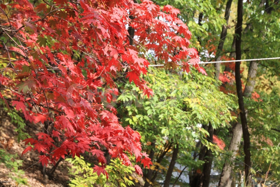 단풍,가을,등산길,북한산의가을,가을숲,울긋불긋,나무,GreenRed,autumninKorea,shiny,mountain,자연,풍경,nature,landscape,가을,계절,fall,autumn,season,leaf,잎,plant,식물,tree,maple