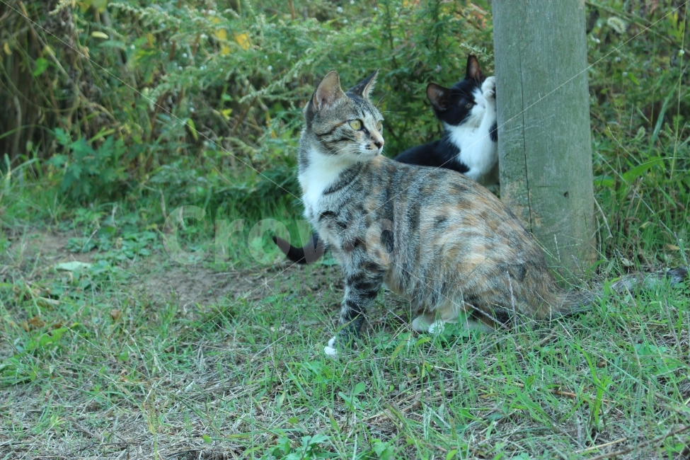 공원,자연,휴식,힐링,하늘공원,하늘,갈대,고양이,들고양이,길냥이,동물,animal,고양이,cat,kitten,kitty,포유류,mammal
