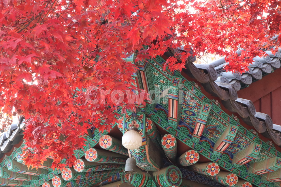 단풍,절,수종사,가을,빨강,red,maple,한국전통,한국문화,korean traditional,korean culture