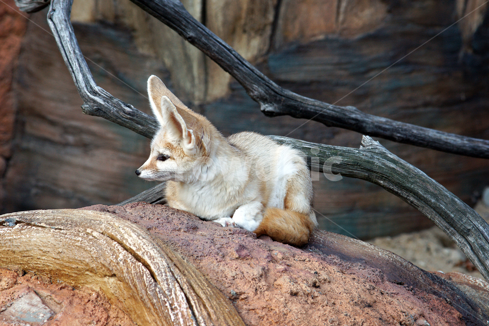 사막여우,여우,동물,fennecfox,페넥여우,북아프리카,사막,개과,동물,animal,포유류,mammal