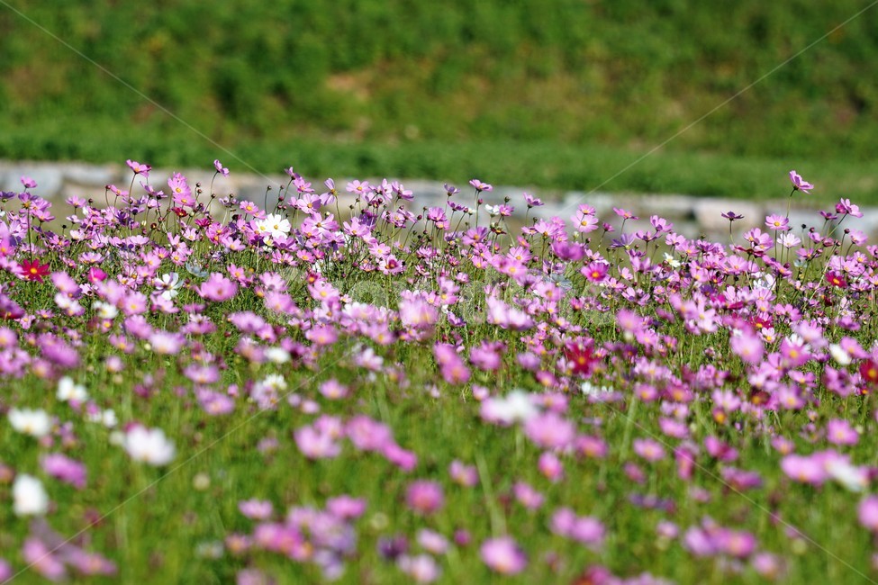 코스모스,가을,꽃,자연,식물,cosmos,nature,fiower,green,pink,가을,계절,fall,autumn,season,식물,자연,plants,nature,꽃,flower,grassland,목초지,outdoors,옥외,field,들,blossom,geranium,제라늄,plant