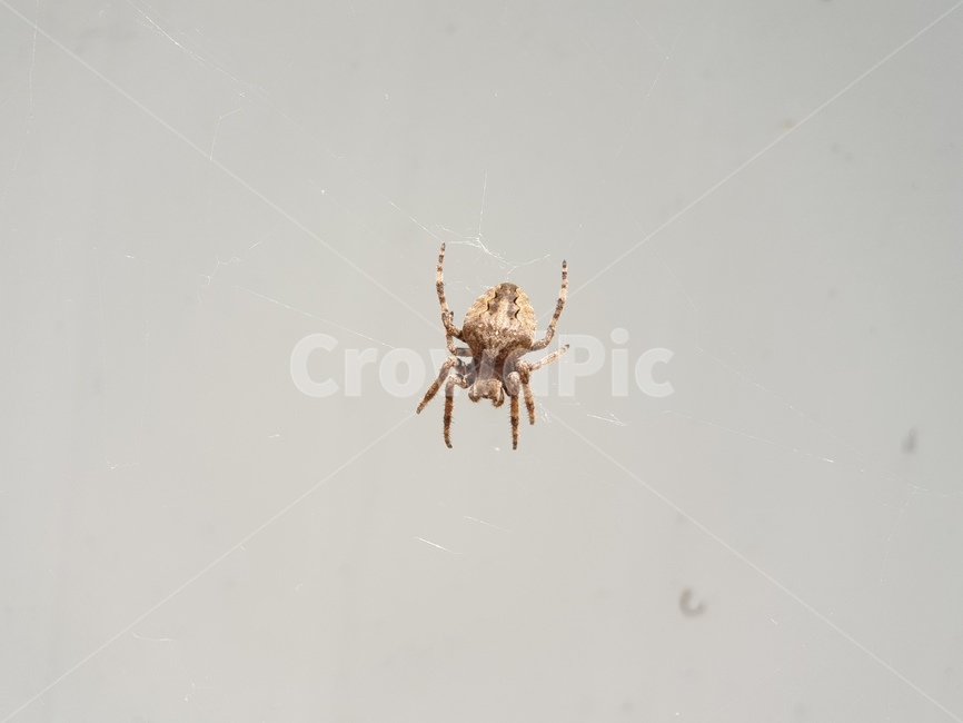 거미,거미털,보호색,스파이더,행거,동물,animal,곤충,벌레,insect,bug