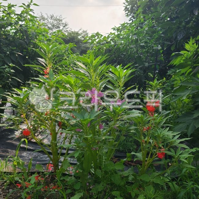 봉숭아,봉숭아꽃,들꽃,봉선화꽃,봉선화,정원,초목,꽃,nature,자연,garden