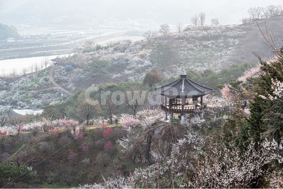 광양,홍쌍리,매화,봄,꽃,flower,꽃밭,식물,봄,계절,spring,season