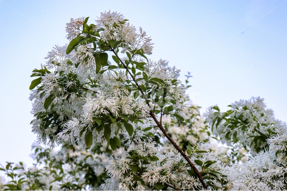 이팝나무,이팝나무꽃,하얀꽃,흰꽃,봄꽃,flower,식물,자연,plants,nature,꽃,flower