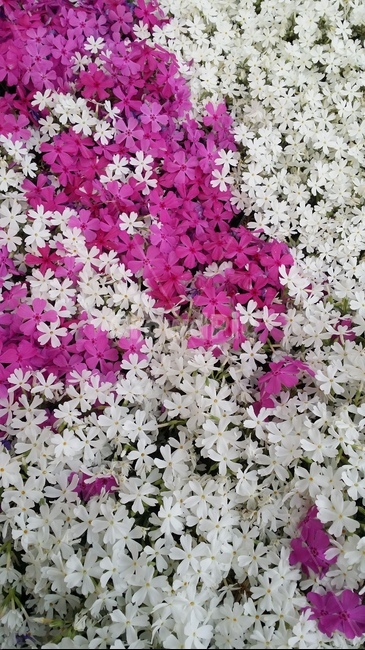 꽃잔디,꽃,흰꽃잔디,진분홍,분홍꽃잔디,flowers,hotpink,white
