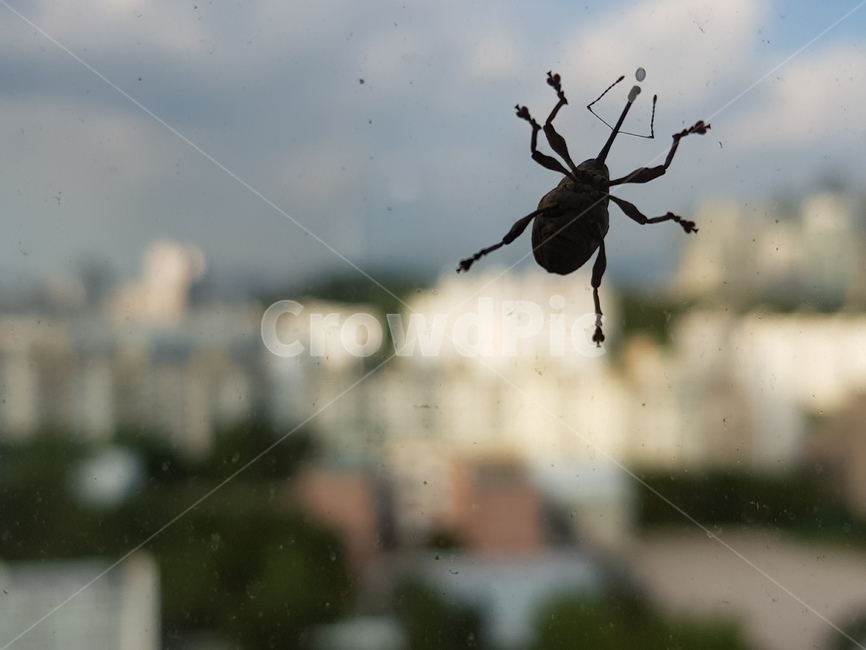 곤충,벌레,창밖,도시,풍뎅이,동물,animal,곤충,벌레,insect,bug