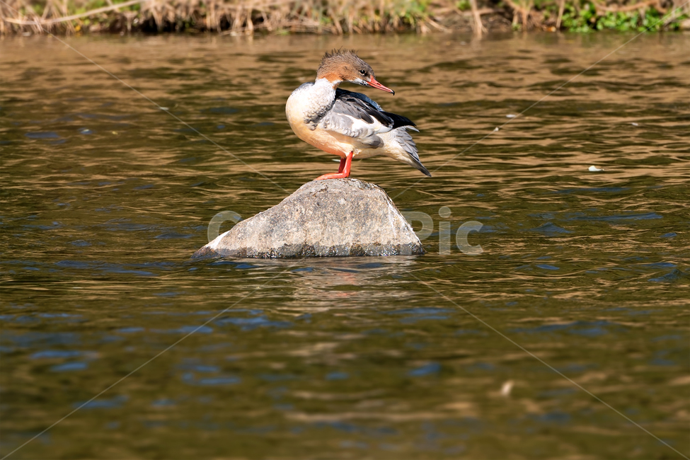오리,비오리,비오리수컷,새,조류,동물,철새,야생동물,자연,생태,생태계,bird,duck,animal,merganser,goosander,동물,animal,조류,새,birds