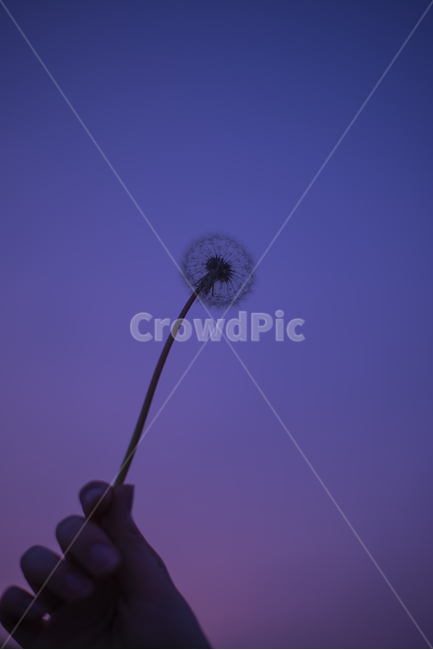민들레,역광사진,plant,식물,dandelion