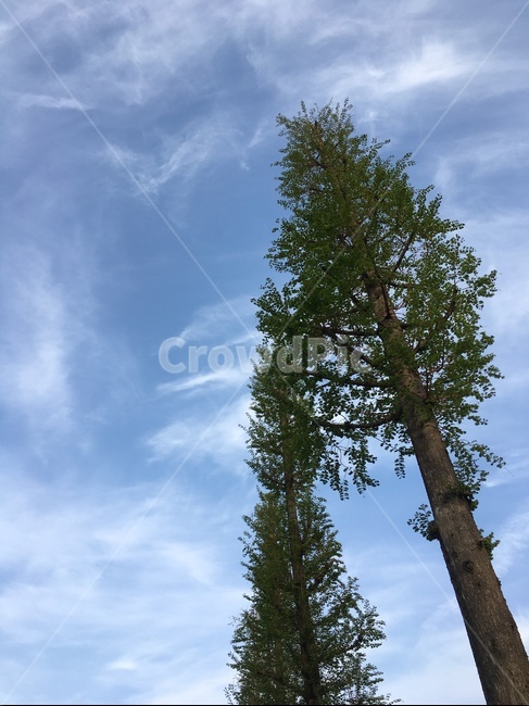 나무,자연,하늘,sky,구름