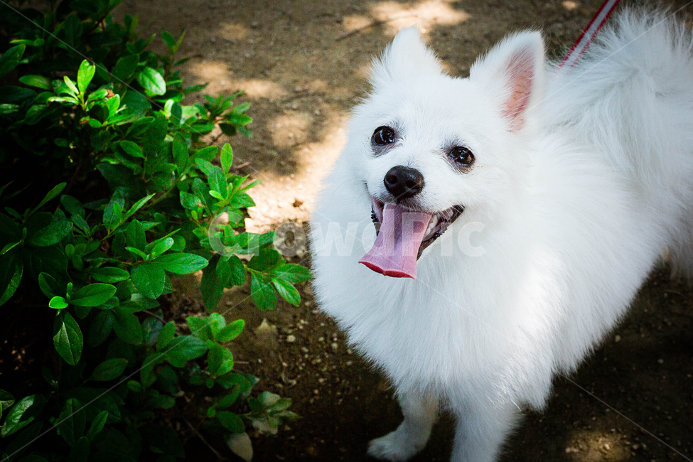 강아지,개,반려견,흰색가,하얀개,교감,동물,산책,강아지산책,동물,animal,포유류,mammal,개,강아지,dog,doggy