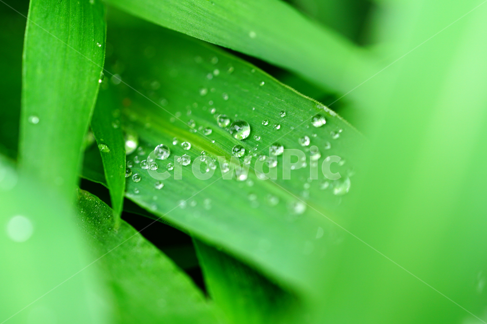 자연,nature,물방울,이슬,아침,아침이슬,풀,풀잎,식물,plants,raindrop,dropofwater,waterdroplet,steam,closeup,클로즈업,macro,메크로,마크로,접사,풍경,landscape,감성사진,감성,식물,자연,plants,nature