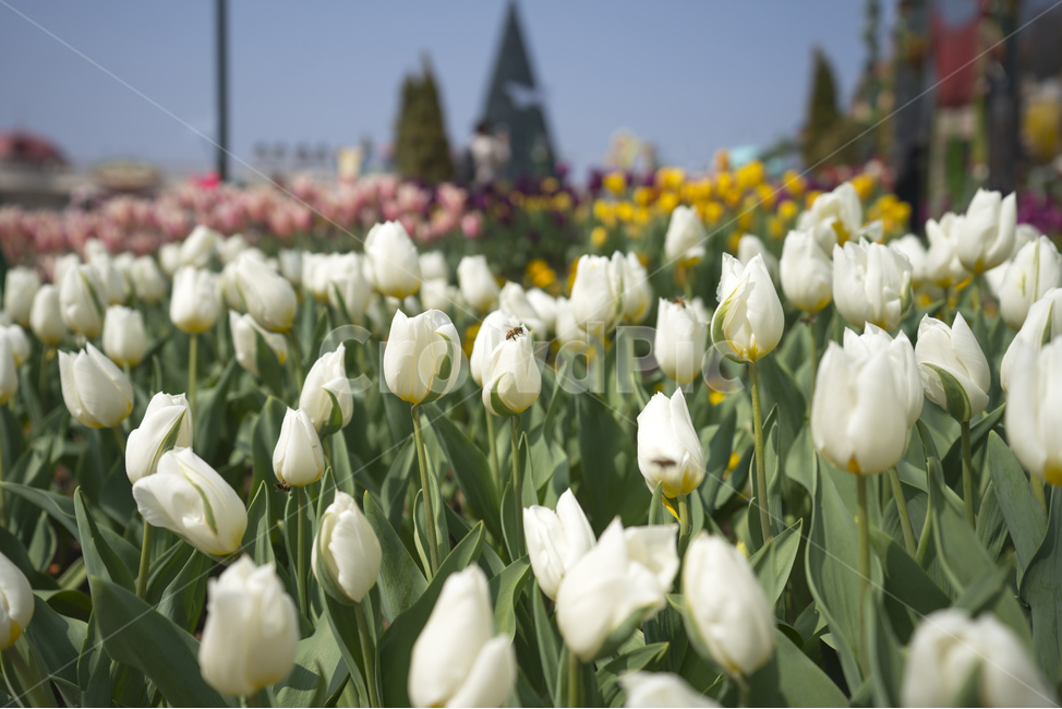 꽃,flower,튤립,꽃밭,꽃사진,tulip,flowers,자연,식물,natural,plant,봄,봄느낌,튤립꽃,튤립사진,꽃봉오리,풍경,풍경사진,꽃잎,하늘,sky,식물,자연,plants,nature,꽃,flower