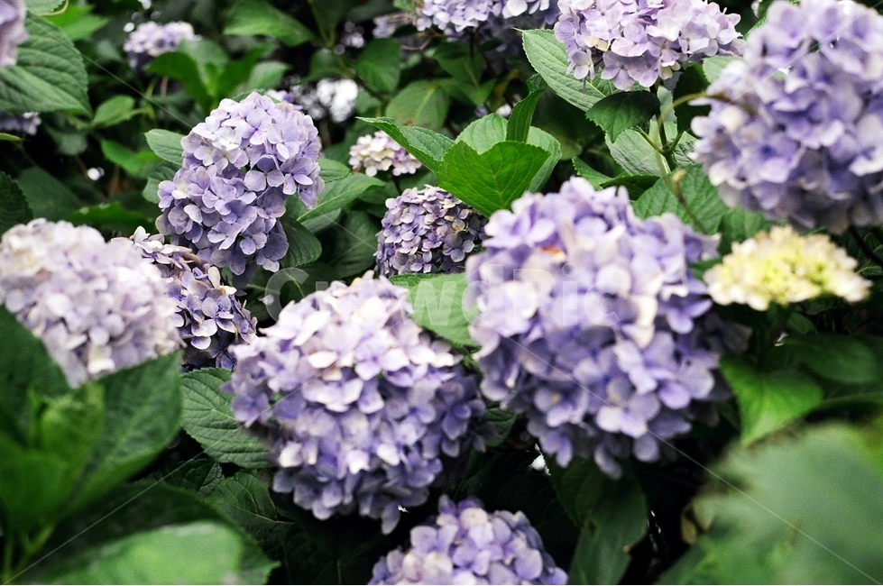 수국,보라,꽃,자연,산책,식물,자연,plants,nature,꽃,flower