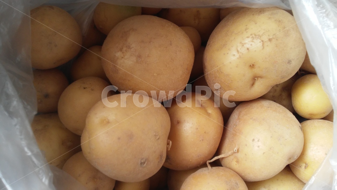 감자,potato,가짓과,북저,토감저,양저,지저,식물,음식,식재료,요리,food,cook,meal,dishes,food reserves