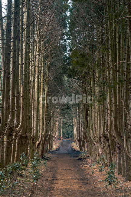 숲,나무,자연,green,plant,식물,moss,이끼,root,뿌리,tree,공원,숲길,산책,포레스트,forest,삼림지,woodland,nature,자연,풍경,nature,landscape