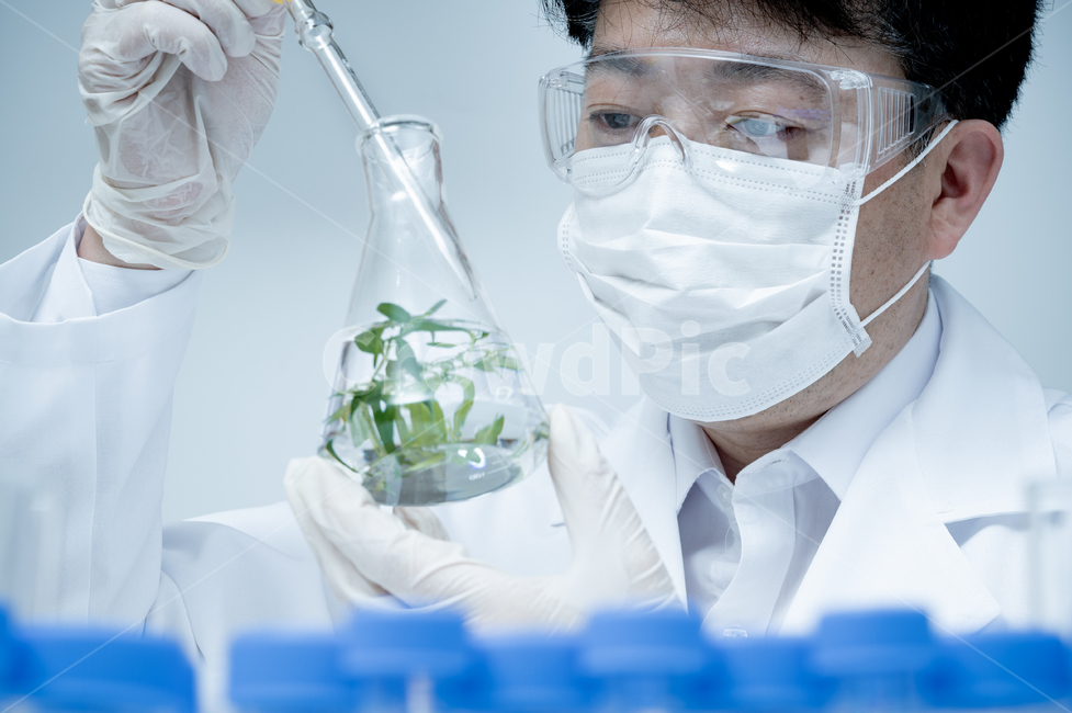 medical,biotechnology,education,lab,Asian,one person,fixtures,experiment,supplies,study room,development,researcher,biology,test,equipment,analysis,Japanese,tube,laboratory,background,science,plant,pharmacy,male,scientist,concept,botany,specimen,examinati