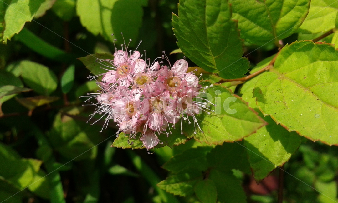 plant,식물,pollen,화분,초록,식물,자연,plants,nature