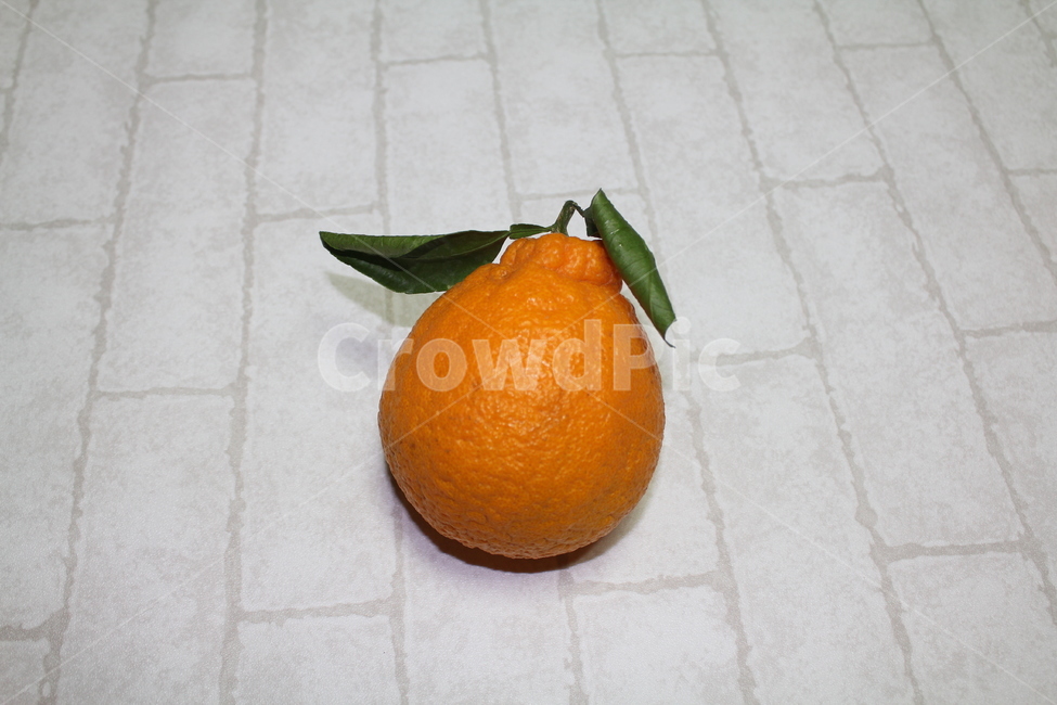 과일,제주,한라봉,제주한라봉,제주과일,열대과일,사물,주황,싱싱,과일,열매,fruit
