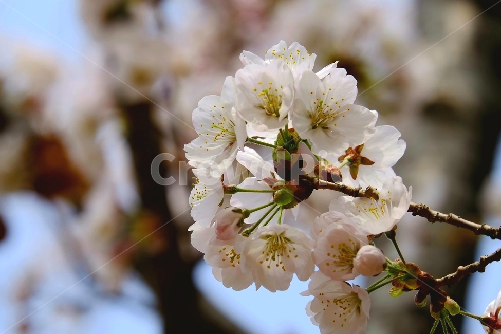 벚꽃,봄,봄꽃,꽃,봄벚꽃,봄,계절,spring,season,식물,자연,plants,nature,꽃,flower,plant