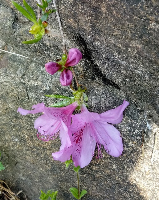 식물,꽃,plant,flower,봄꽃,나무,철쭉