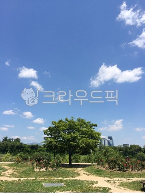 한강,나무,나무한그루,자연,nature,tree,bluesky,sky,1,숲,덩그러니,하나,식물,plant,outdoors