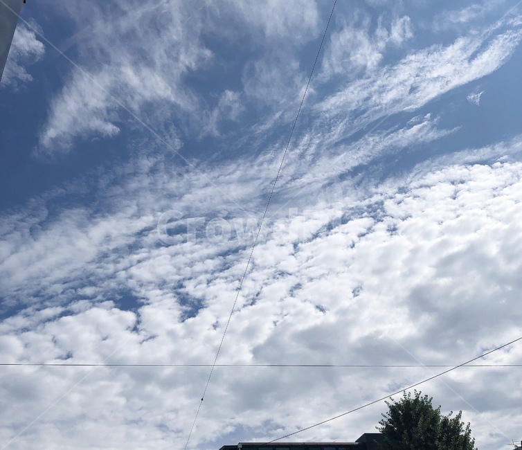 nature,자연,구름,cloud,나무
