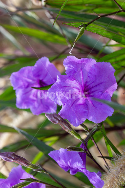 가을꽃,화단,계절,화분,가을,야외,plant,geranium,제라늄,flower,꽃,식물,blossom,식물,자연,plants,nature,꽃,flower