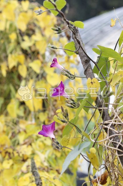 나팔꽃,넝쿨,꽃,식물,야생화,덩쿨,자연,줄기,나무,세개,세송이,가을