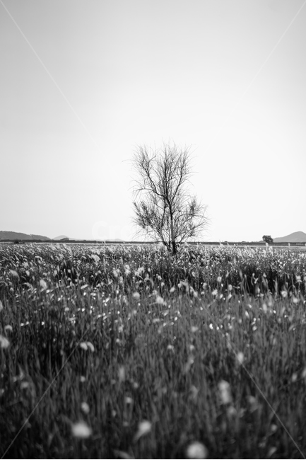 풍경,자연,흑백,나무,식물,감성,감성사진,자연,풍경,nature,landscape,식물,plants,나무,trees,wood,흑백,모노톤,monochrome,black and white,field,들,plant