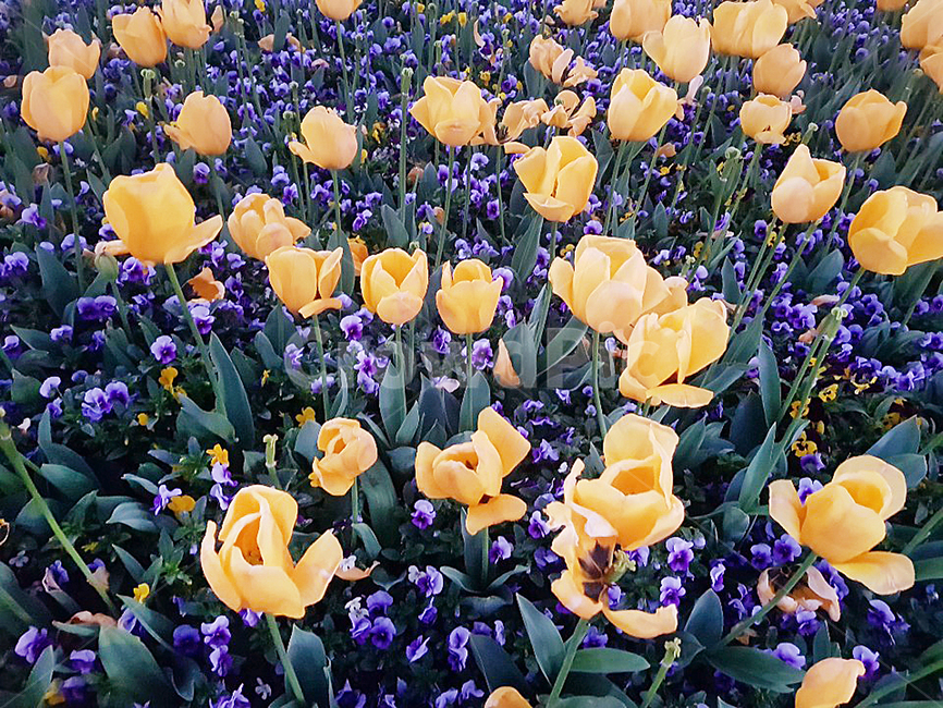 꽃,자연,식물,노란꽃,봄,노란,flower,yellowflower,plant,nature,plants,따뜻한계절,autumnseason