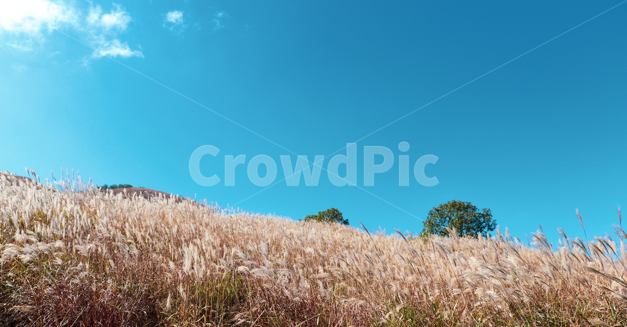 reed,갈대,grass,plant,식물,자연,하늘,nature,sky,blue