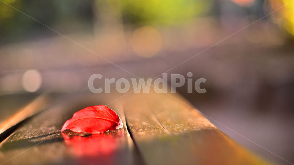 가을,감성사진,감성풍경,마지막잎새,시즌,계절,season,fall,autumn,baclground,plant,red,빨강색,잎새,이파리,잎사귀,나무의자,벤치,bench,나무,feeling,sensible,emotional,가을감성,가을풍경,가을배경,가을서정,가을느낌,느낌,필링,분위기,늦은오후,햇살,leaf,옥외,야외,가을,계절,fall,autumn,season,식물,자연,plants,nature,잎