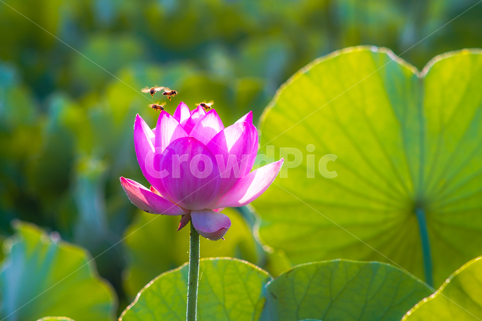 연,연밭,연꽃,꽃,수생,식물,연잎,식물,자연,plants,nature,꽃,flower,동물,animal,곤충,벌레,insect,bug
