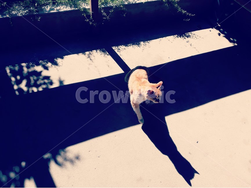 그림자,고양이,동물,길고양이,코리안숏헤어,코숏,냐옹이,길거리,비,koreanshorthair,street,도도,도도함,빛,브라운,아이보리,절묘,catwalk,캣워크,동물,animal,포유류,mammal,고양이,cat,kitten,kitty