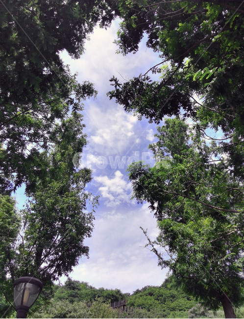 자연,풍경,숲,나무,구름,하늘,sky,cloud,자연,풍경,nature,landscape,outdoors,옥외,tree,plant,식물