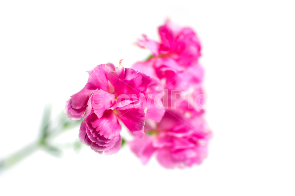 카네이션,carnation,꽃,어버이날,스승의날,가정의달,가족,기념일,축하,감사,이벤트,사랑,식물,시즌,핑크,pink,스튜디오촬영,클로즈업,closeup,흰색배경,누끼,식물,자연,plants,nature,꽃,flower,가족,패밀리,family,기념일,축하,anniversary,congratulation,celebrate,celebration,누끼,remove background