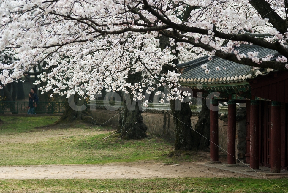 봄,벗꽃,경주,대릉원,사진사,식물,나무,자연,화이트,분위기,사진찍기좋은곳,여행,출사,미추왕릉,spring,photographer,nature,tree,flower,white,하얀,공원,park,돌담,한옥,기와,천마총,한국건축,건축,한국의미,천년고도,봄,계절,spring,season,자연,풍경,nature,landscape,한국자연풍경,한국자연경관,korea nature landscape,한국전통,한국문화,korean traditional,korean culture,식물,plants,나무,trees,wood,person,사람,human,인간,plant