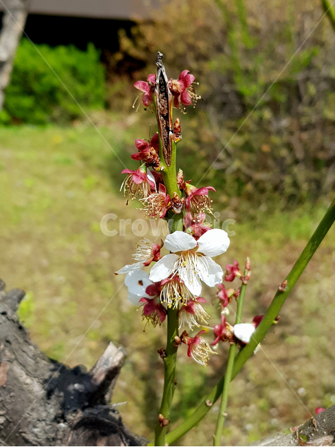 plant,식물,flower,꽃,나뭇가지,branch