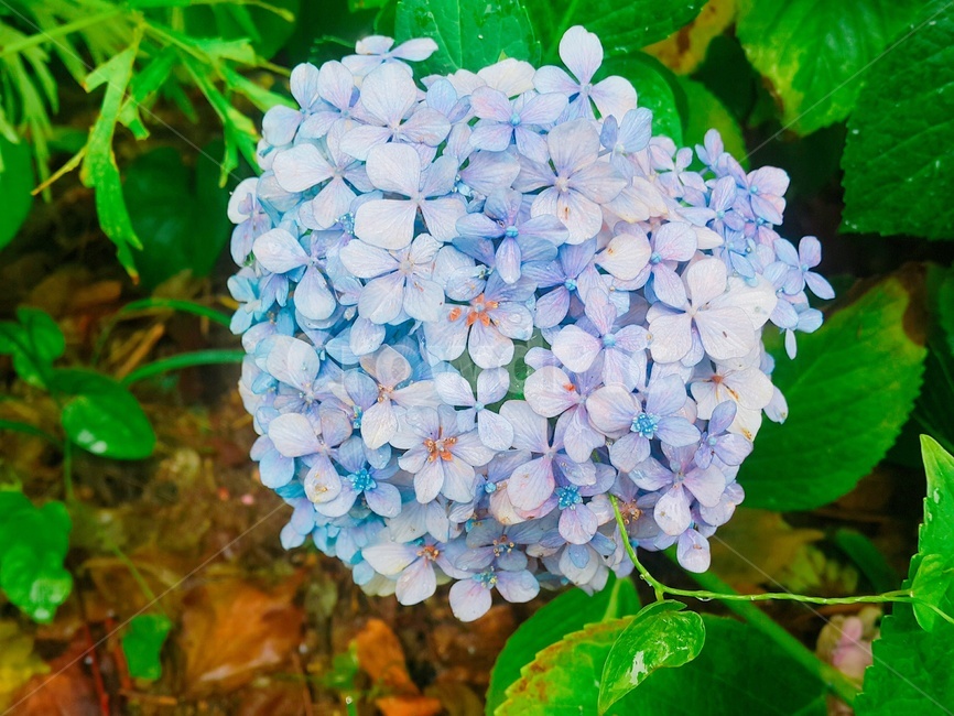 flower,꽃,plant,수국,식물