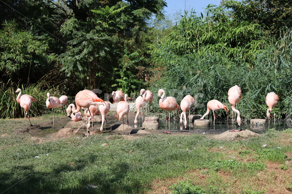 홍학,새,animal,flock,동물,동물,animal,조류,새,birds